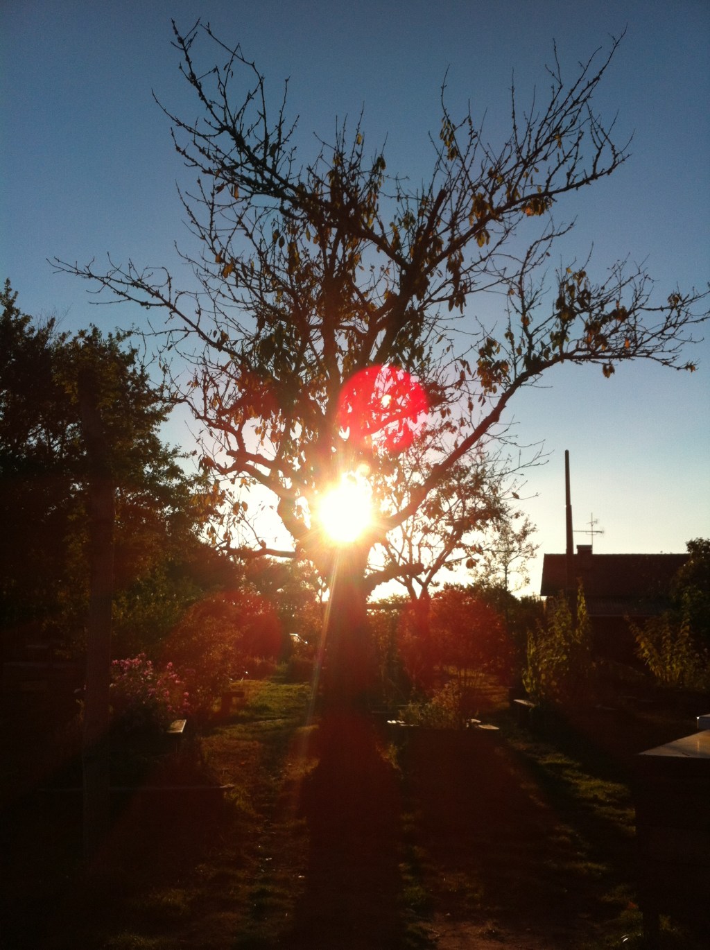 Le Petit Percussionniste